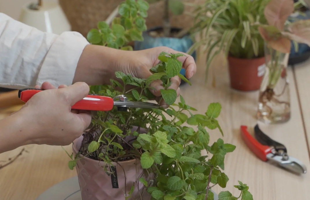 盆栽修剪技巧 盆栽修剪技巧