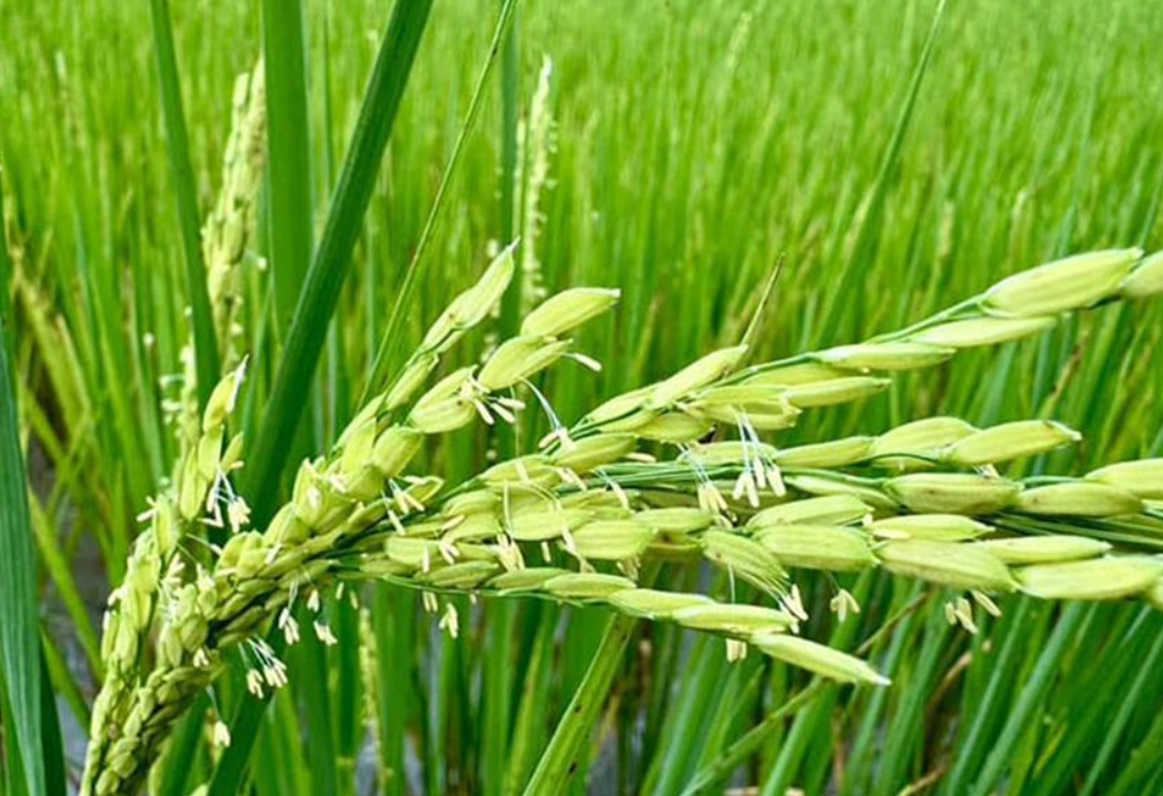 水稻栽培管理 水稻栽培管理
