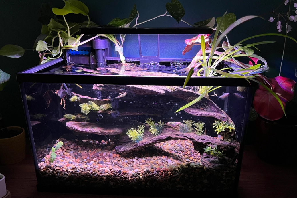 魚不見了怎麼辦