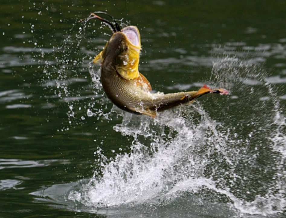 夢見魚跳出水面