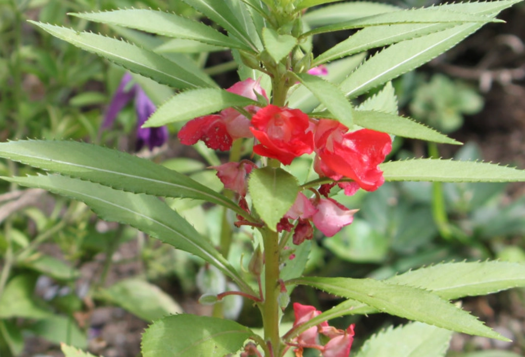 凤仙花 是主根還是鬚根