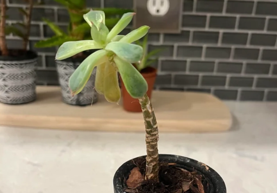 多肉植物 救活 多肉植物 救活