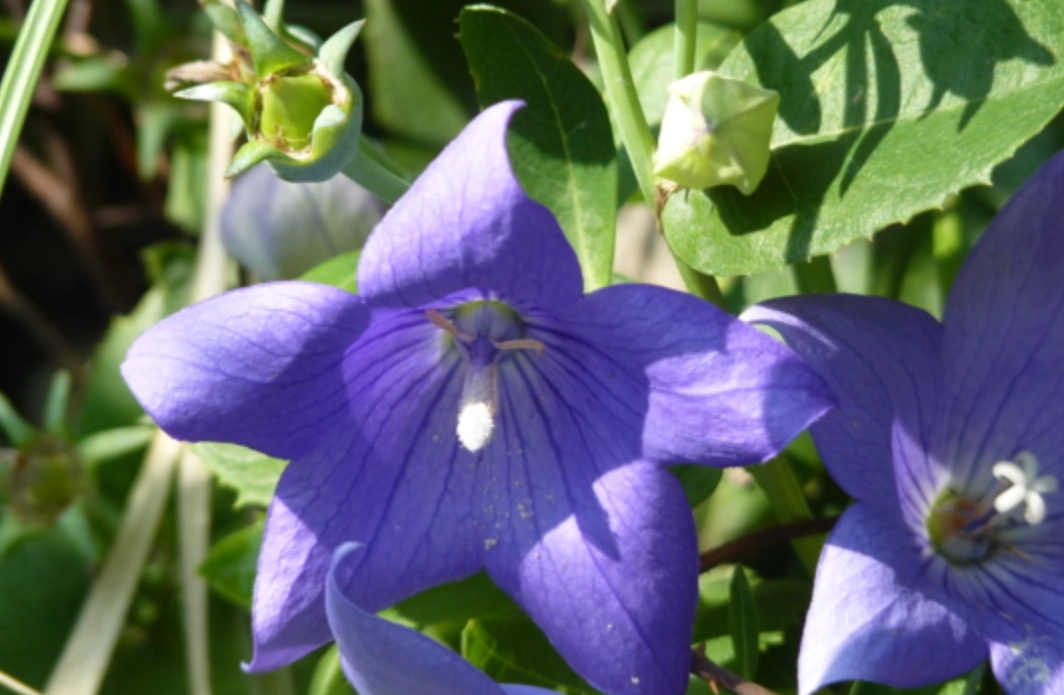 貓咪 中毒 植物