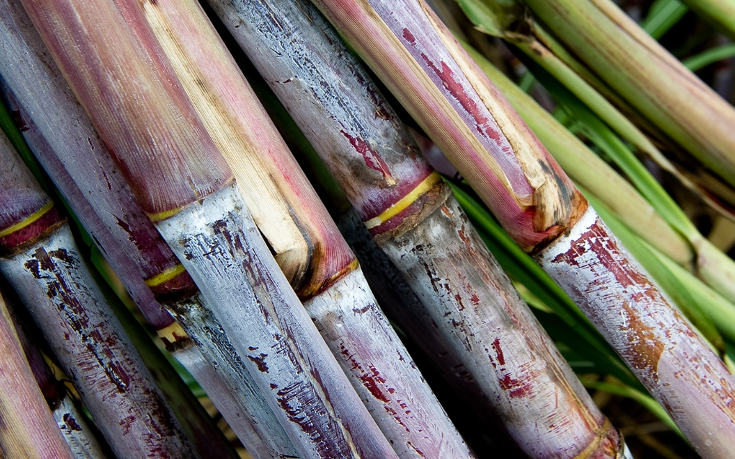 甘蔗 是主根還是須根