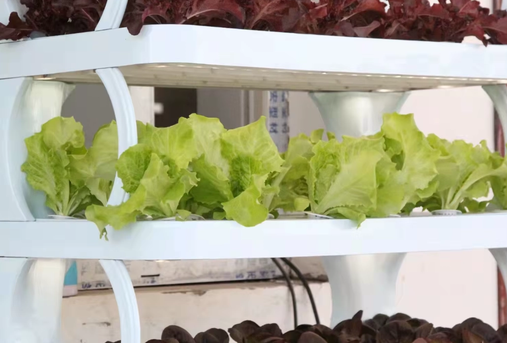 水耕蔬菜 水耕蔬菜