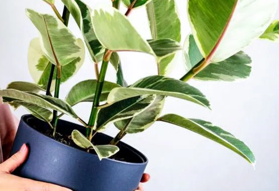 斑葉橡皮樹修剪方法