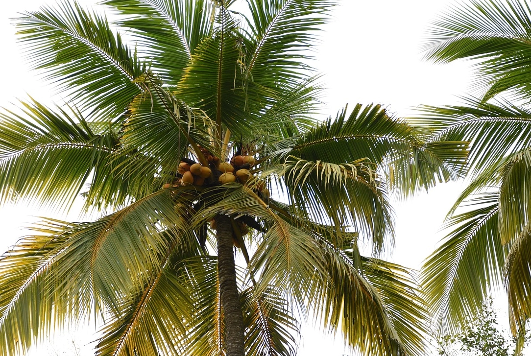 平行脈 網狀脈 區別 平行脈 網狀脈 區別