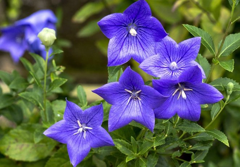 寵物 安全 花卉