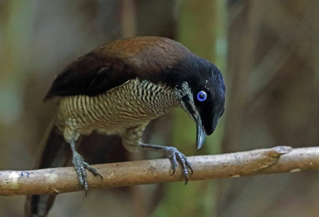 西方六線天堂鳥 台灣