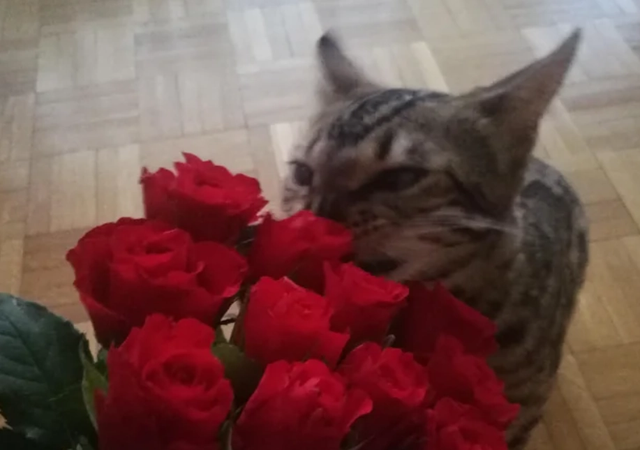 貓咪 花香 安全 貓咪 花香 安全