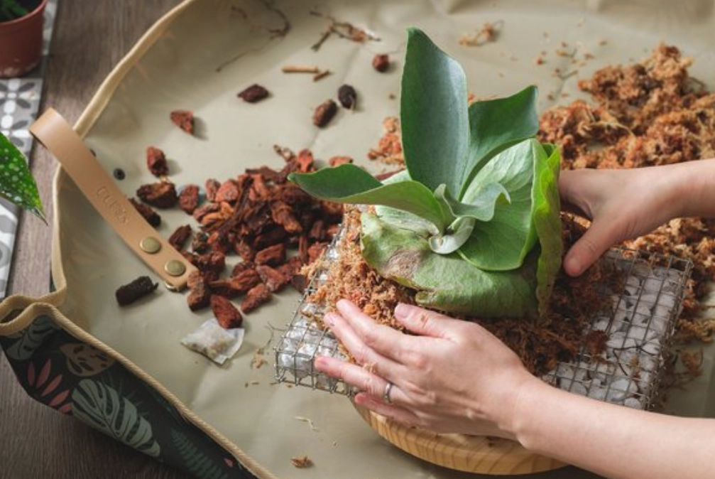 植物換盆時機 植物換盆時機