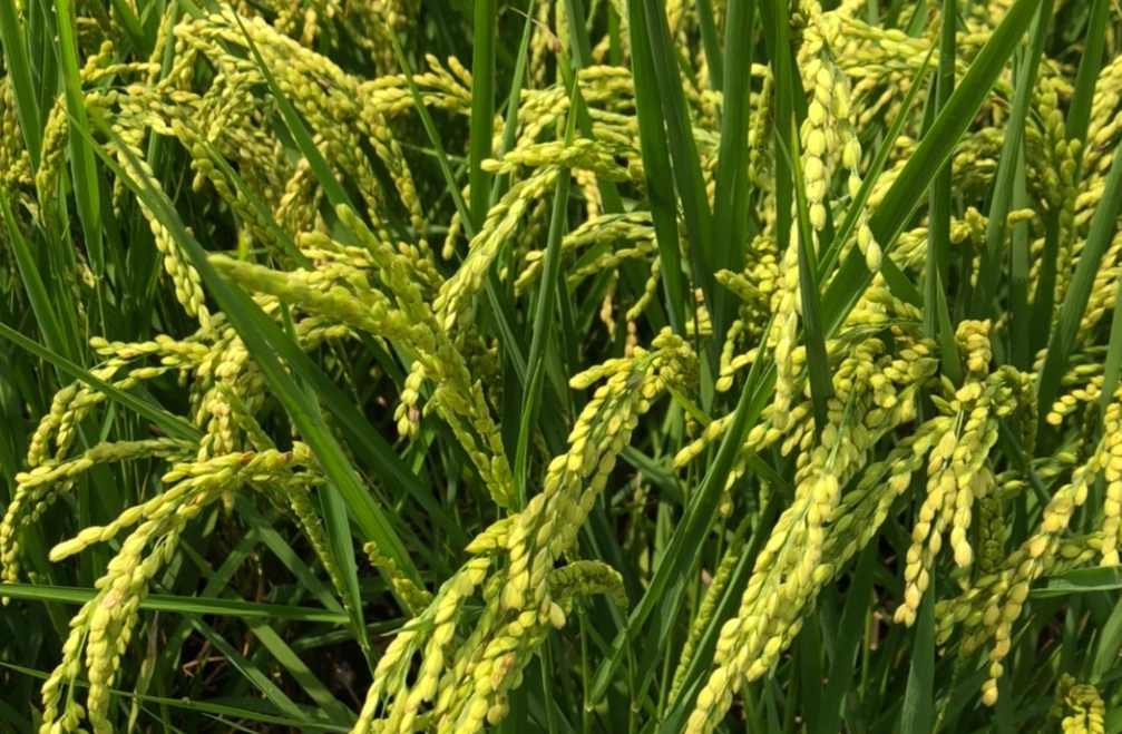 台灣水稻栽培曆