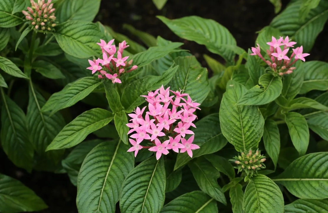 多年生開花植物 多年生開花植物