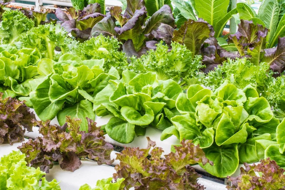 水培蔬菜 水培蔬菜