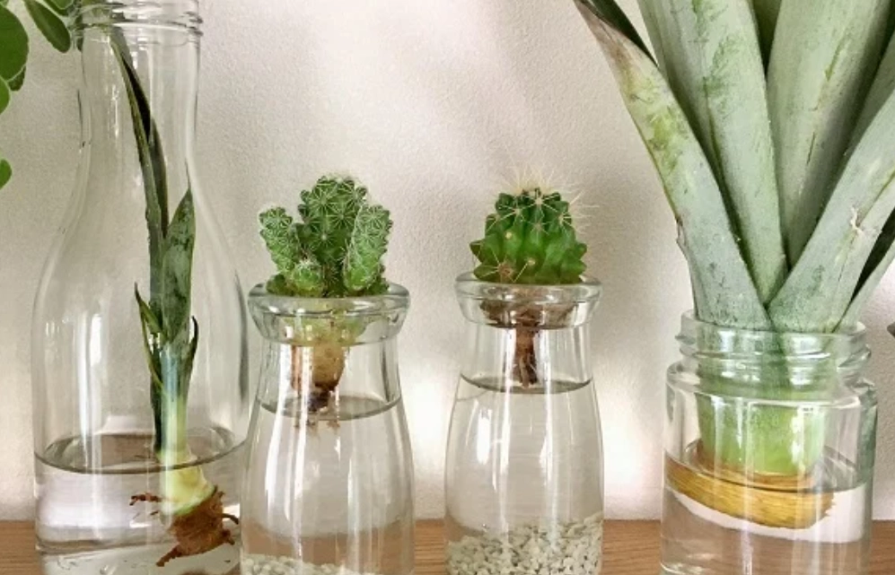 多肉 水耕 栽培 多肉 水耕 栽培