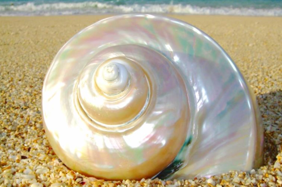 海關 禁止 入境 物品 海關 禁止 入境 物品