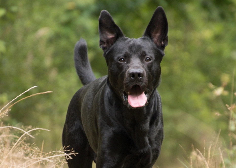 黑狗 夢境 心理