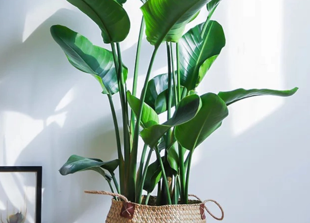 天堂鳥 葉子捲曲 天堂鳥 葉子捲曲