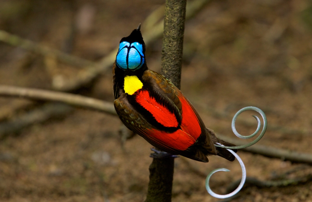 華美天堂鳥飼養