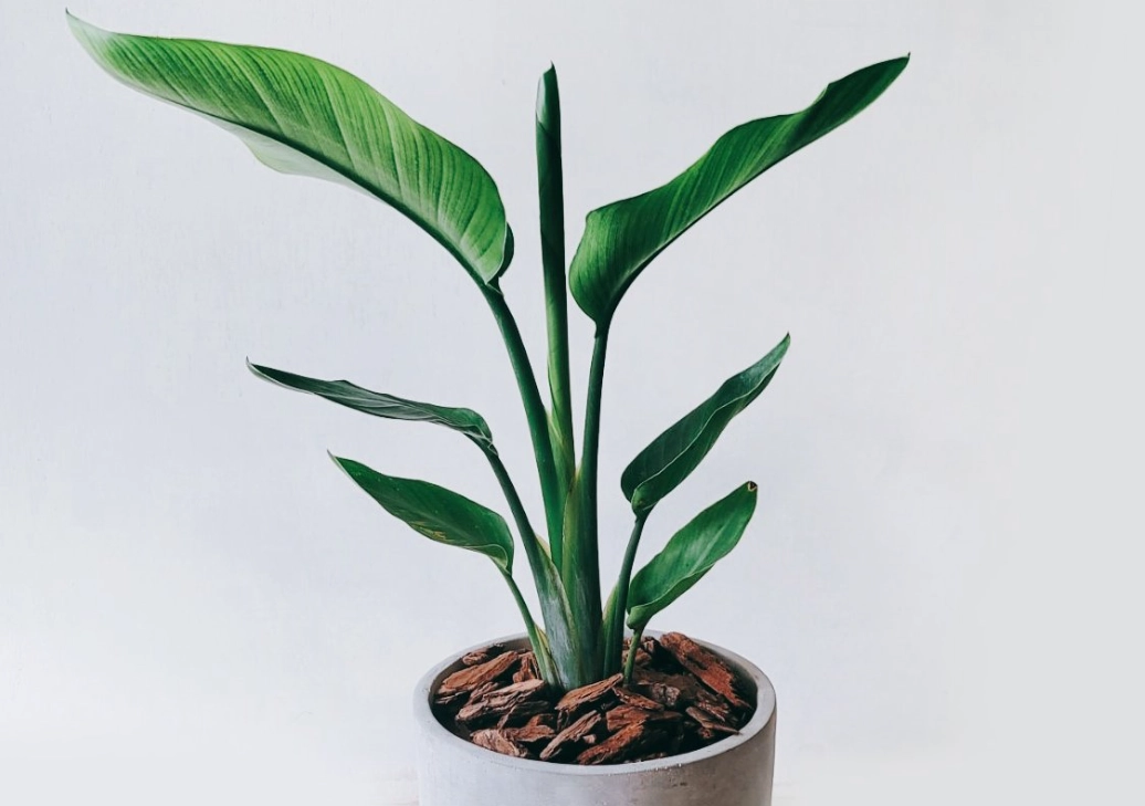 天堂鳥 多久 澆水一次 天堂鳥 多久 澆水一次