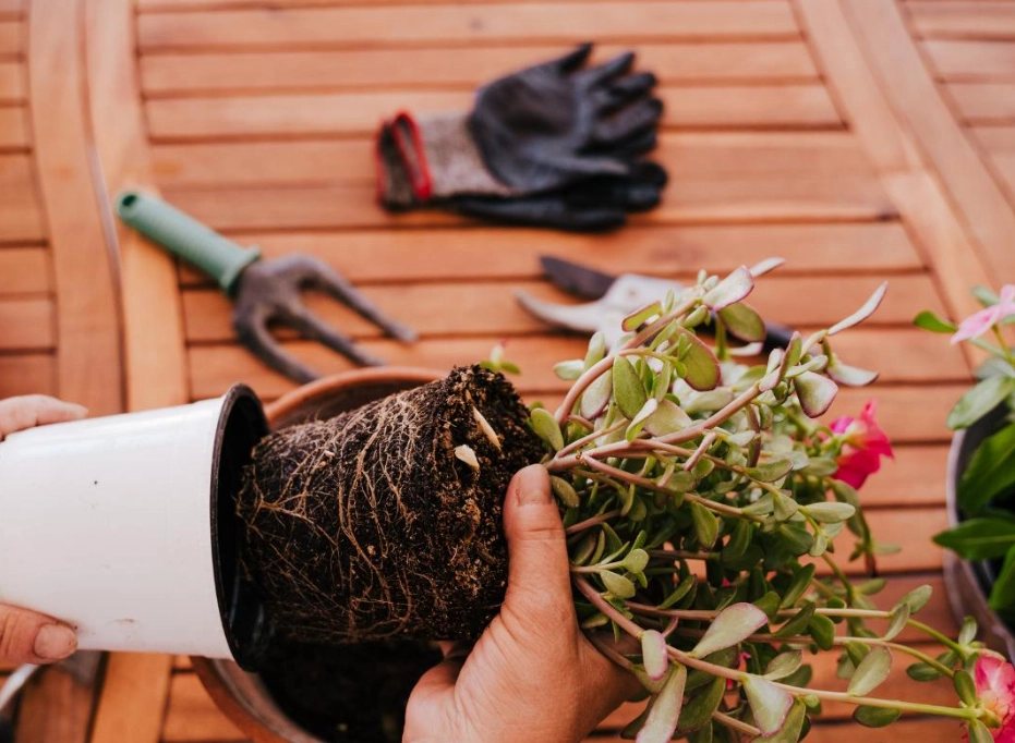 換盆步驟 換盆步驟