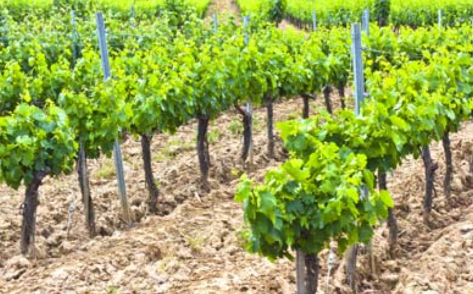 台灣葡萄種植