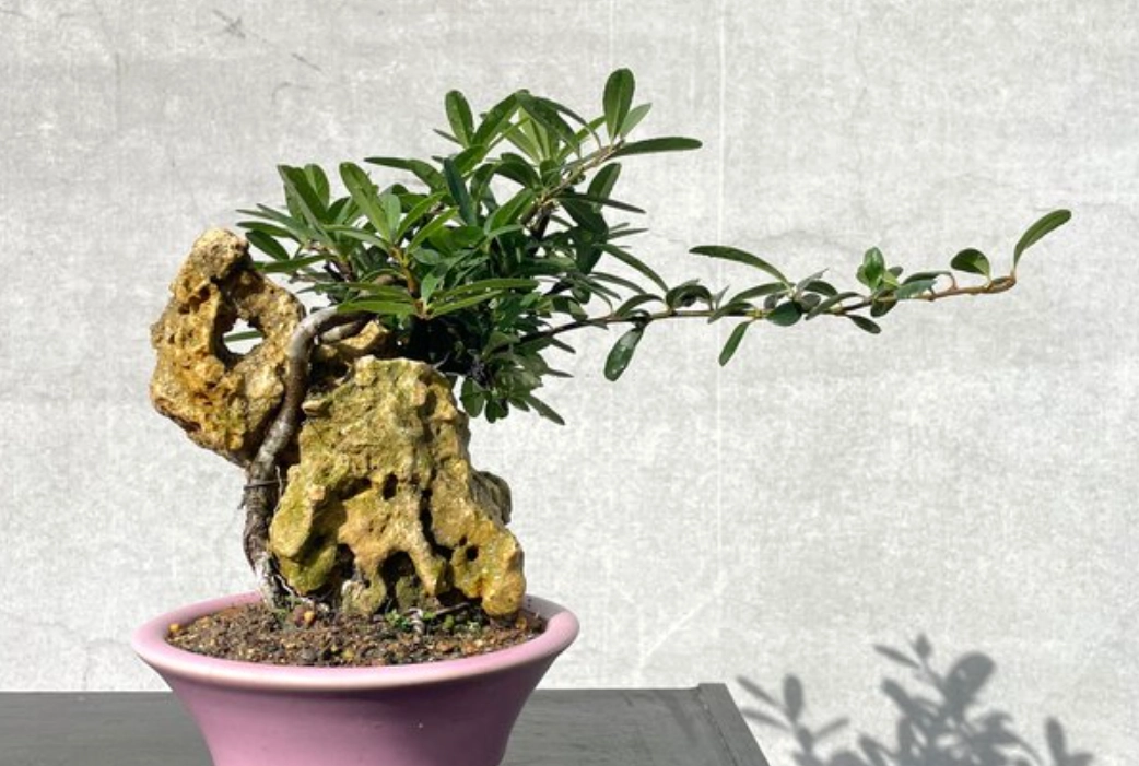 花木 換盆 時機