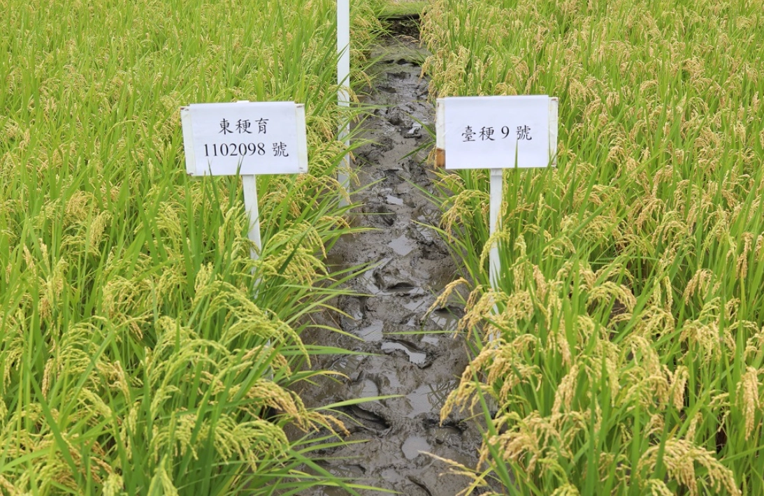 水稻生長日數預測