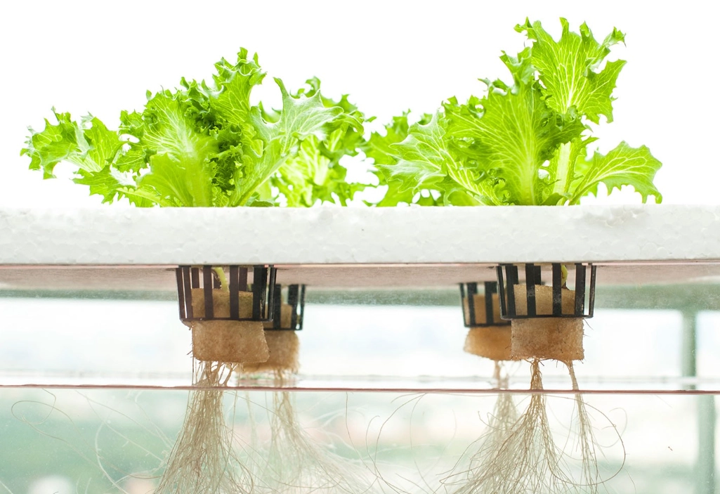 水培蔬菜 水培蔬菜