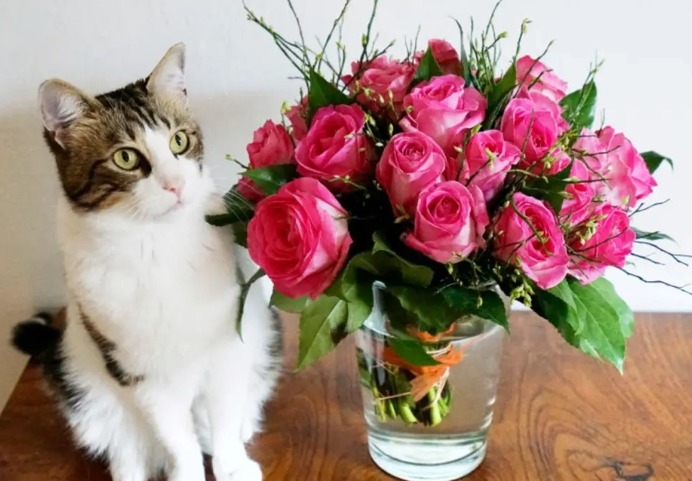 貓咪 可以 聞 玫瑰 嗎 貓咪 可以 聞 玫瑰 嗎