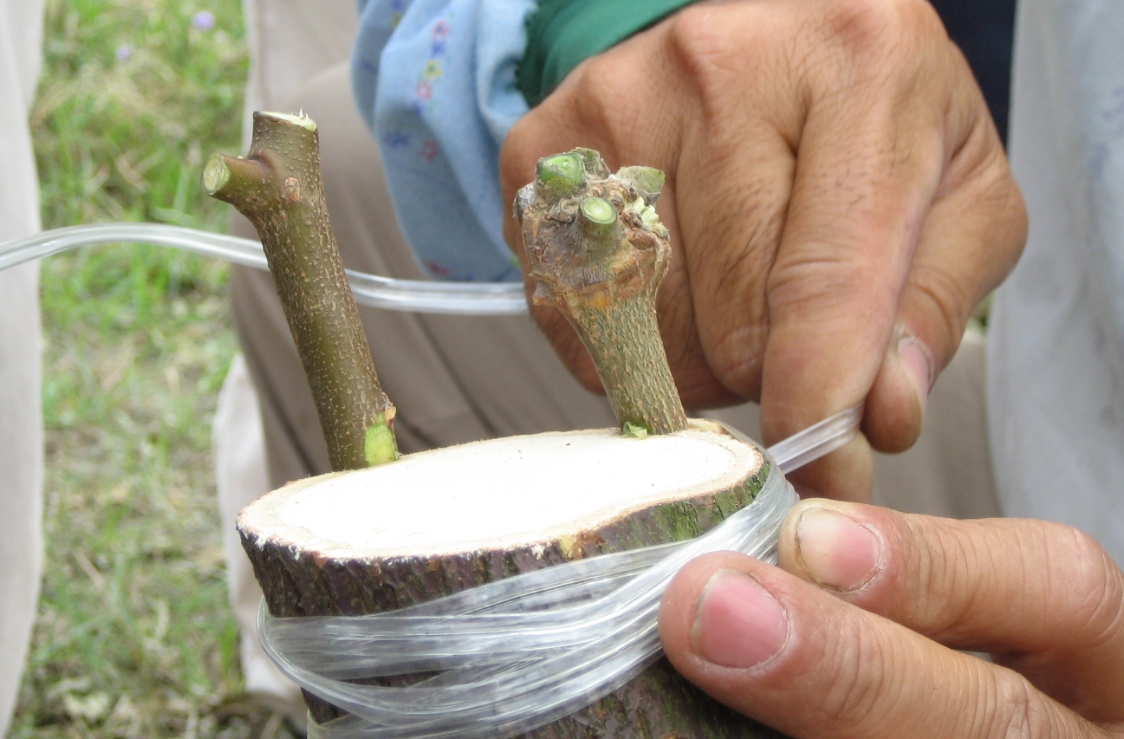 愛文芒果嫁接技術
