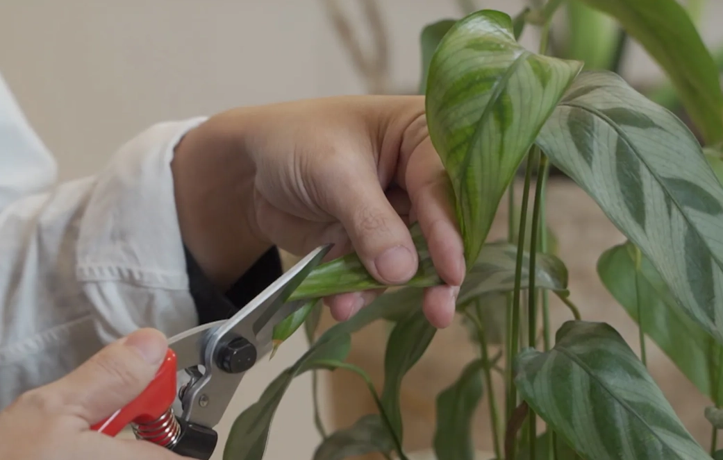 修剪工具推薦 修剪工具推薦