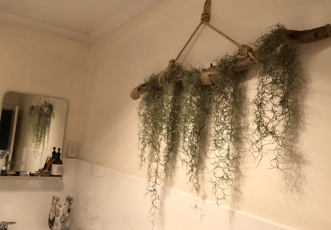 空氣鳳梨 空氣鳳梨