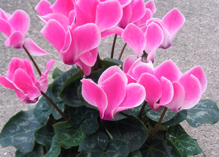 貓 百合花 中毒