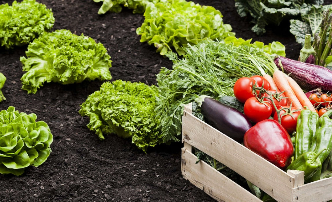 陽台種菜 陽台種菜