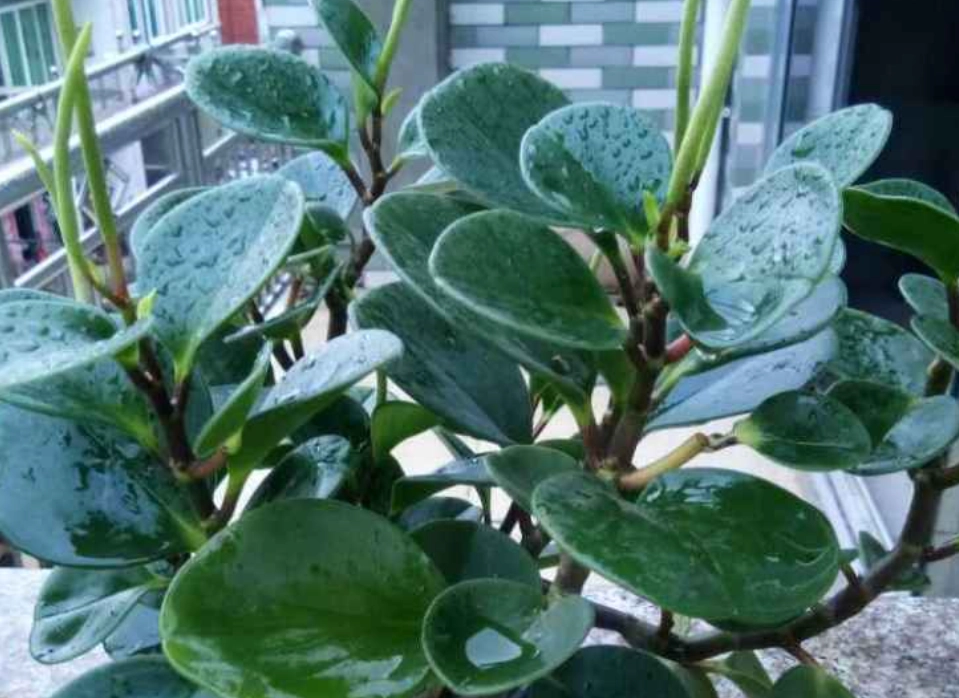 圓葉金錢樹照顧