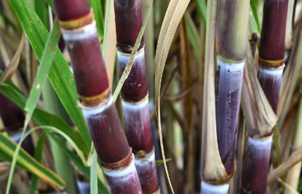 甘蔗 根系