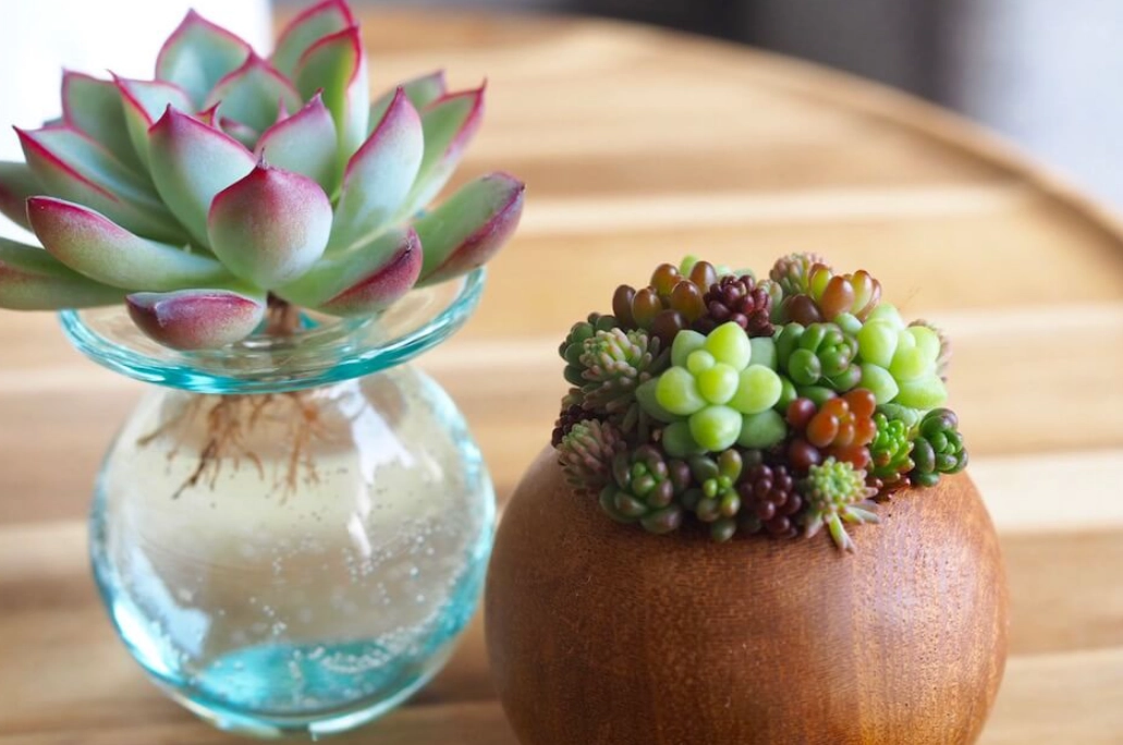 水耕 多肉 植物 水耕 多肉 植物