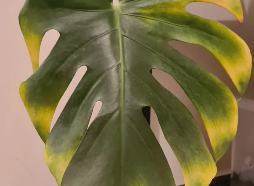 龜背芋 照顧 龜背芋 照顧