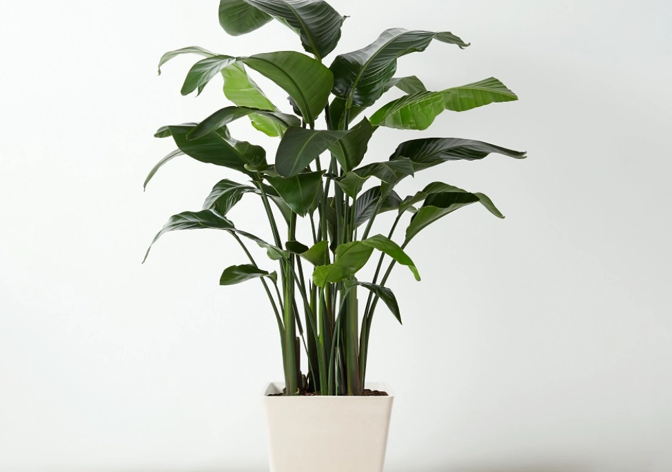 天堂鳥 養護 天堂鳥 養護