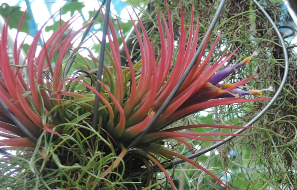 空氣鳳梨 小精靈 品種