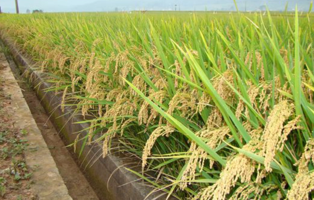 台灣水稻栽培曆