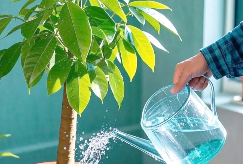發財樹澆水方法