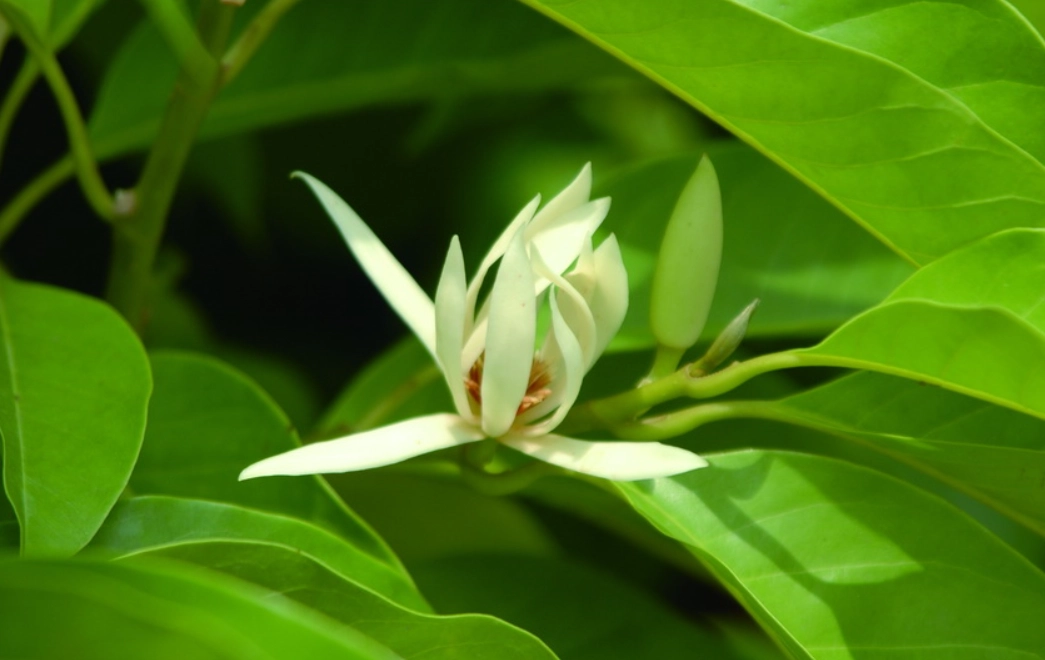 玉蘭花台灣景點 玉蘭花台灣景點