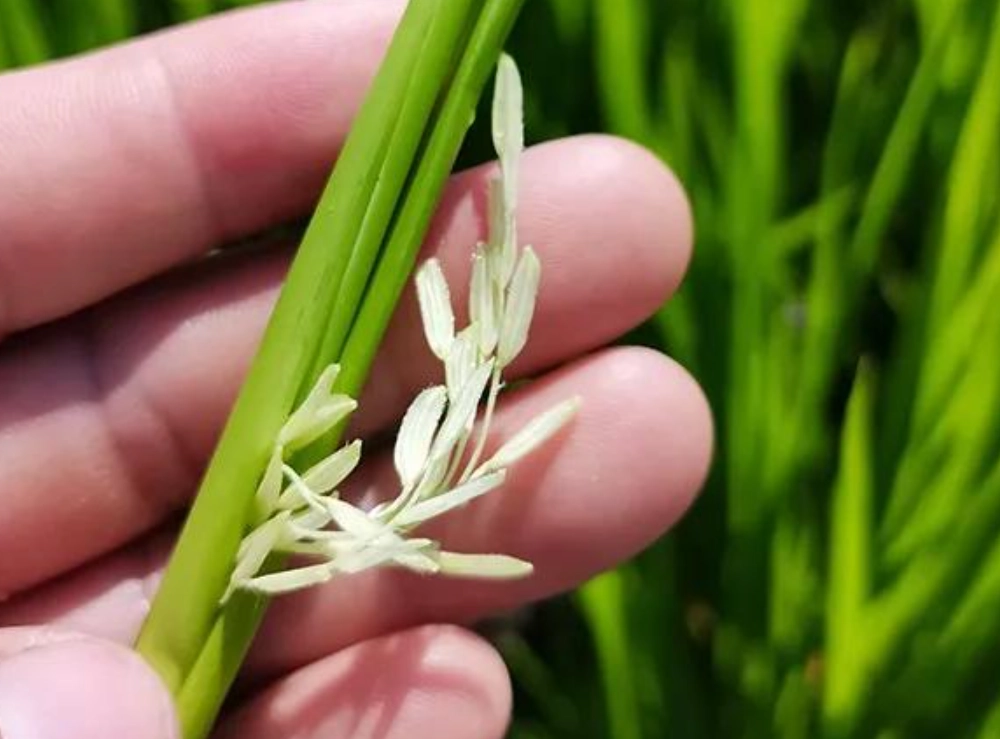 稻穗形成期 稻穗形成期