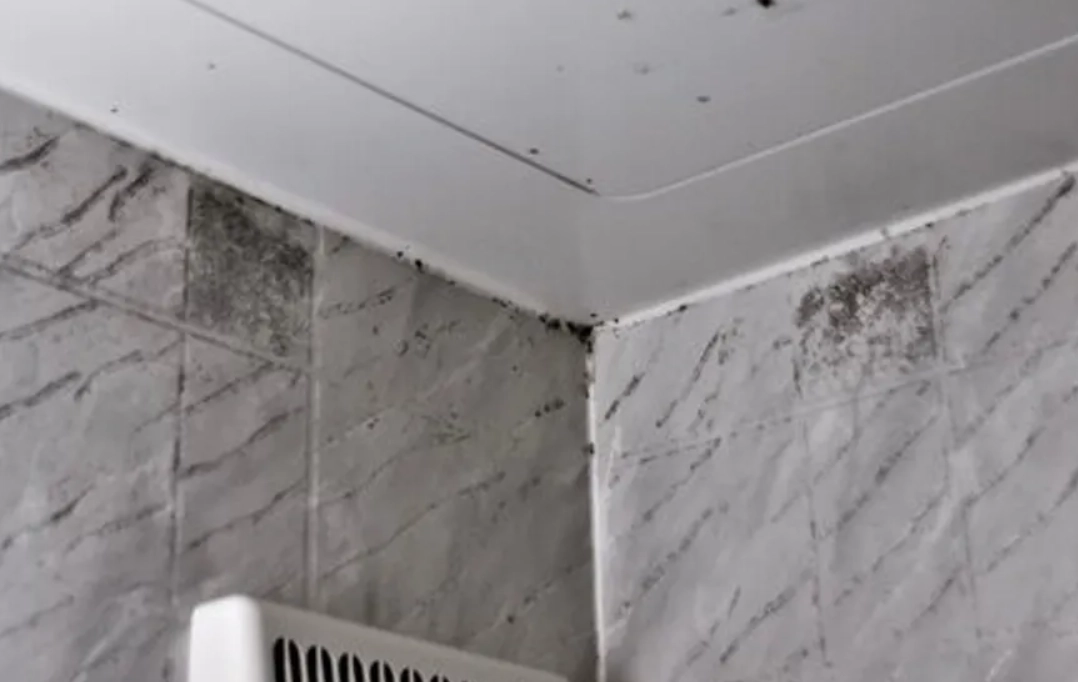 天花板霉菌去除 天花板霉菌去除