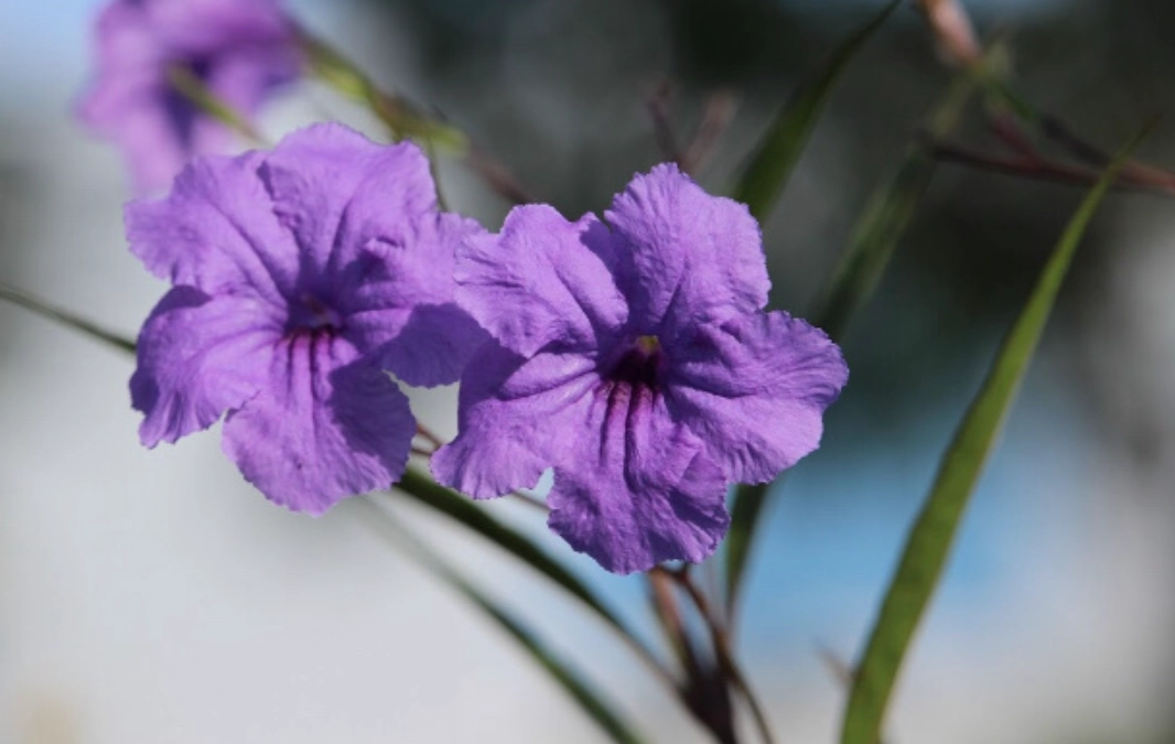 低維護花園 低維護花園