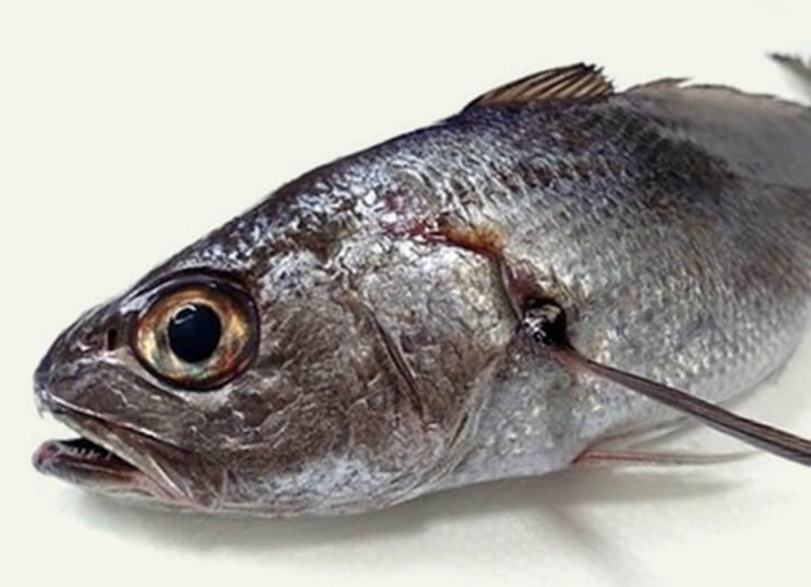 捕魚夢境解析 捕魚夢境解析