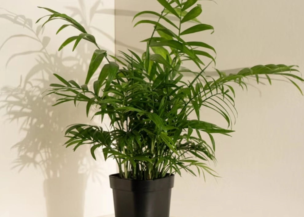 植物 澆水 頻率