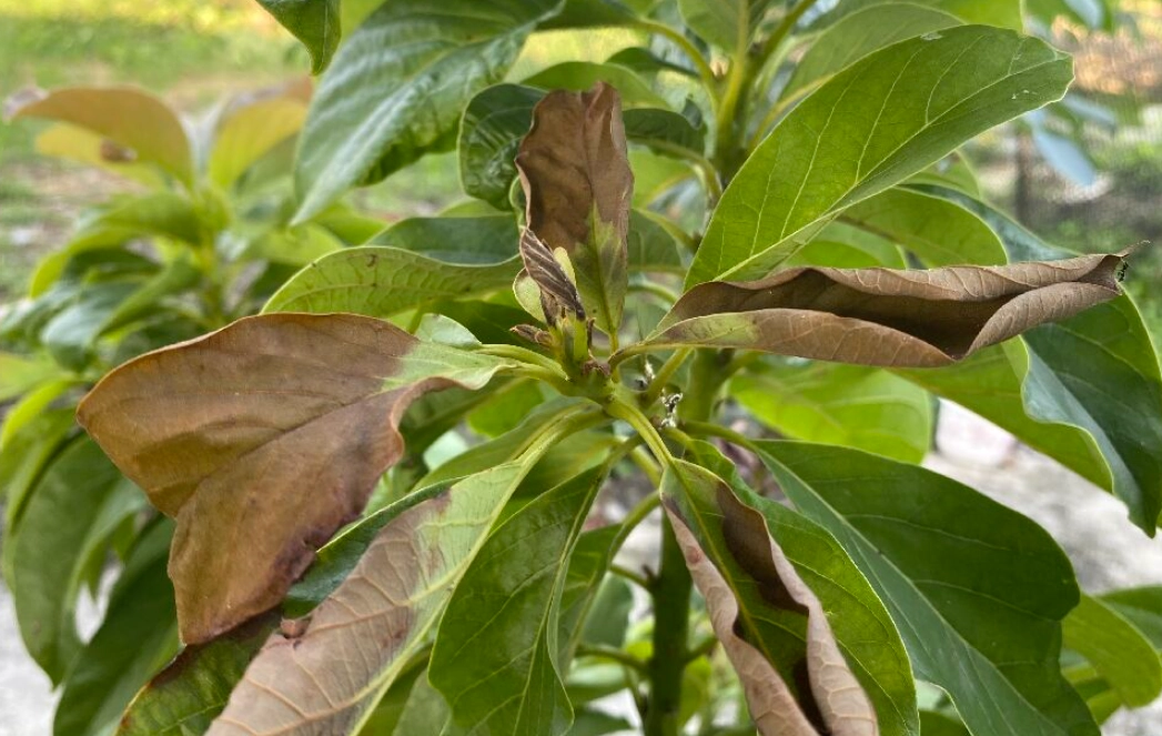 酪梨修剪方法 酪梨修剪方法